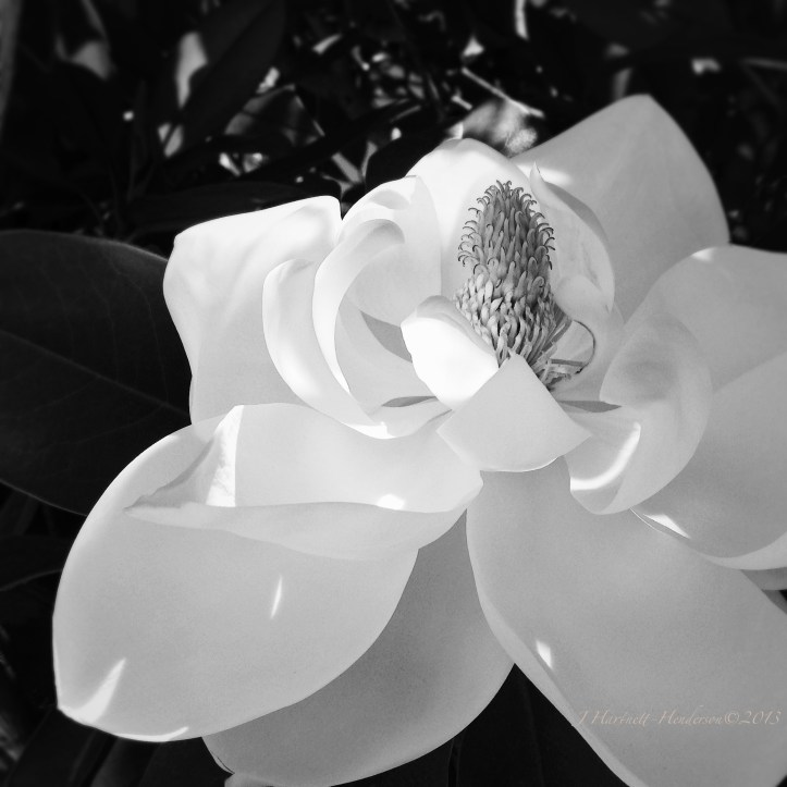 Shaved Butter Magnolia Petals on a Hot Day by Jennifer Hartnett-Henderson ©2013