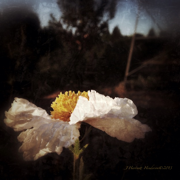 Drowsy in the Sun by Jennifer Hartnett-Henderson ©2013