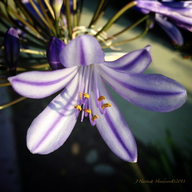 Agapanthas The Way They Are, Improved by Jennifer Hartnett-Henderson ©2013