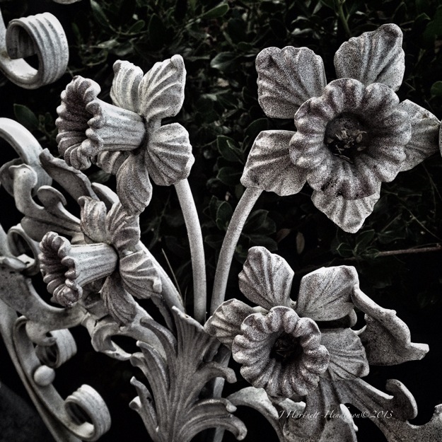 Iron Daffodils in Gray by Jennifer Hartnett-Henderson ©2013