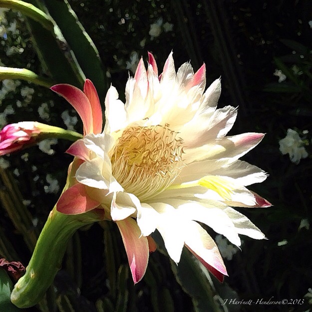 Cactus Flower by Jennifer Hartnett-Henderson ©2013