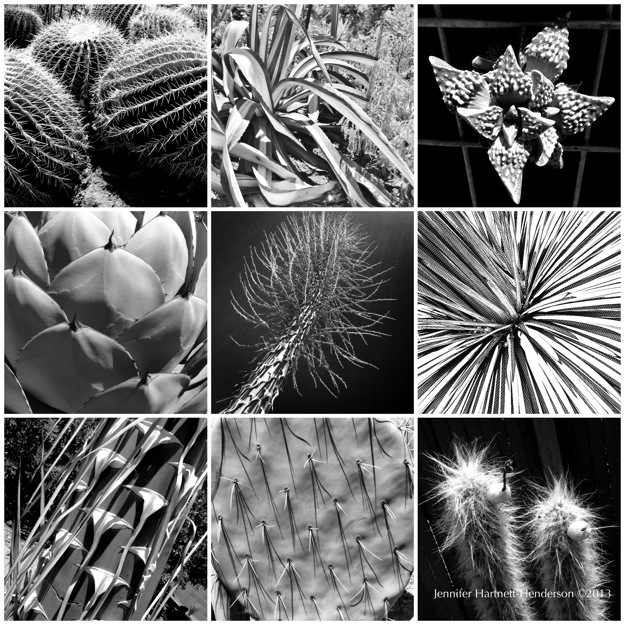 Cacti from the Ruth Bancroft Garden by Jennifer Hartnett-Henderson ©2013
