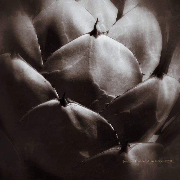 Agave Regina by Jennifer Hartnett-Henderson ©2013