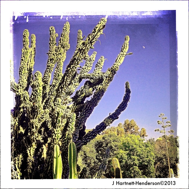 Moonrise over Prehistoric Looking Cactus by Jennifer Hartnett-Henderson ©2013 using LoMob