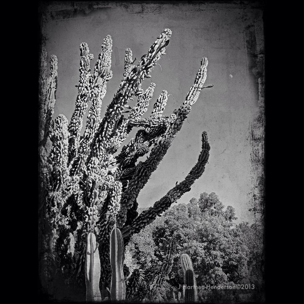 Moonrise over Prehistoric Cactus by Jennifer Hartnett-Henderson ©2013