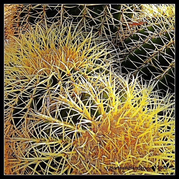 Barrel Cactus by Jennifer Hartnett-Henderson ©2013
