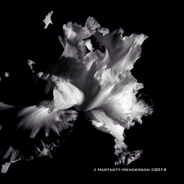 White Iris in Full Bloom by Jennifer Hartnett-Henderson ©2014