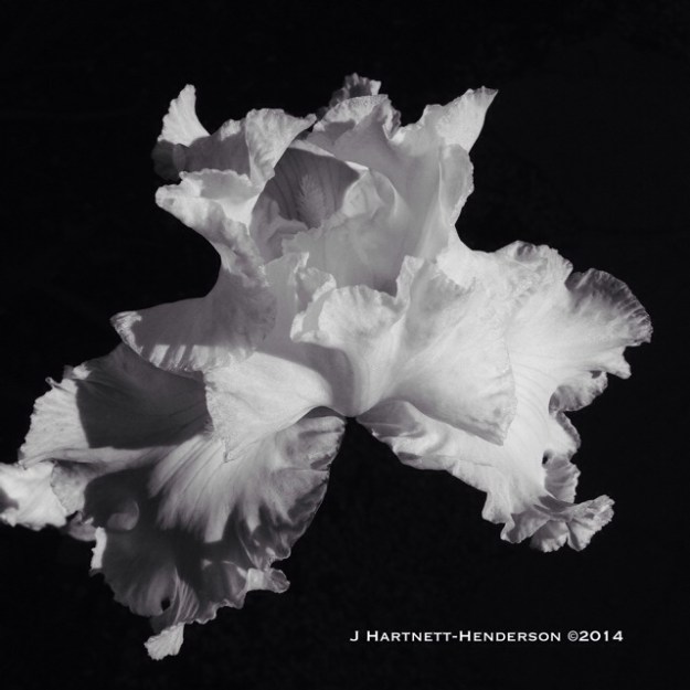 White Iris in Full Bloom by Jennifer Hartnett-Henderson ©2014