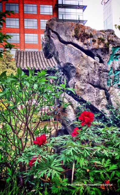 Tree Peony in Context by Jennifer Hartnett-Henderson ©2014