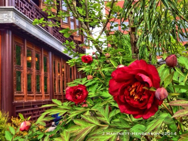 Tree Peony and Tea House by Jennifer Hartnett-Henderson ©2014