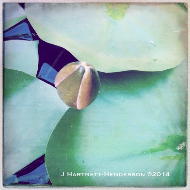 Lotus Pond at Orto Botanico by Jennifer Hartnett-Henderson ©2014