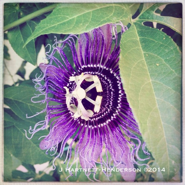 Clematis by Jennifer Hartnett-Henderson ©2014