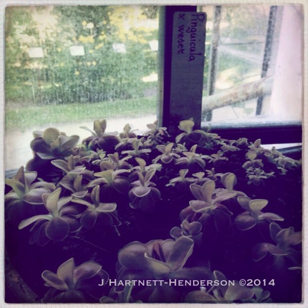 Sprouts by Jennifer Hartnett-Henderson ©2014