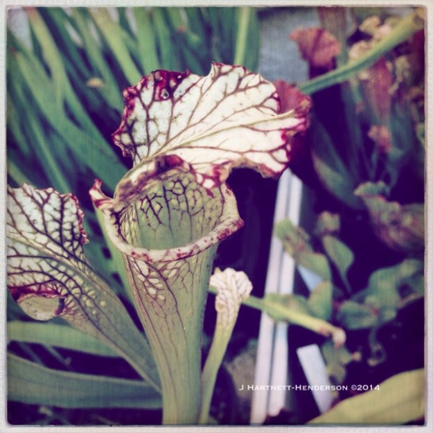 Carnivorous Plant by Jennifer Hartnett-Henderson ©2014