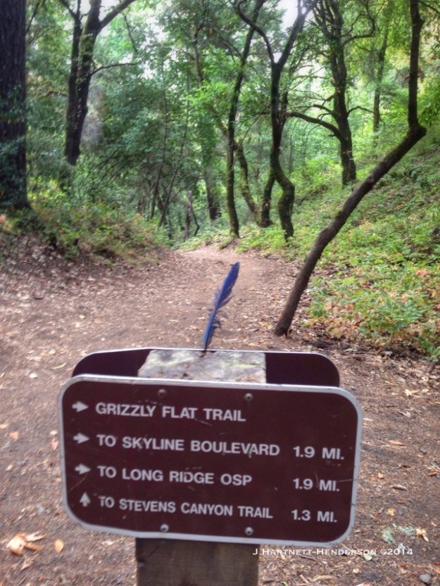 Feather Marks the Way by Jennifer Hartnett-Henderson ©2014