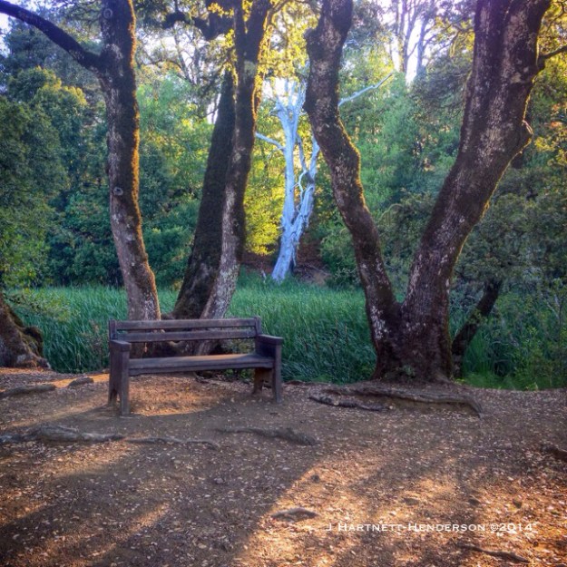 Favorite Bench by Jennifer Hartnett-Henderson ©2014