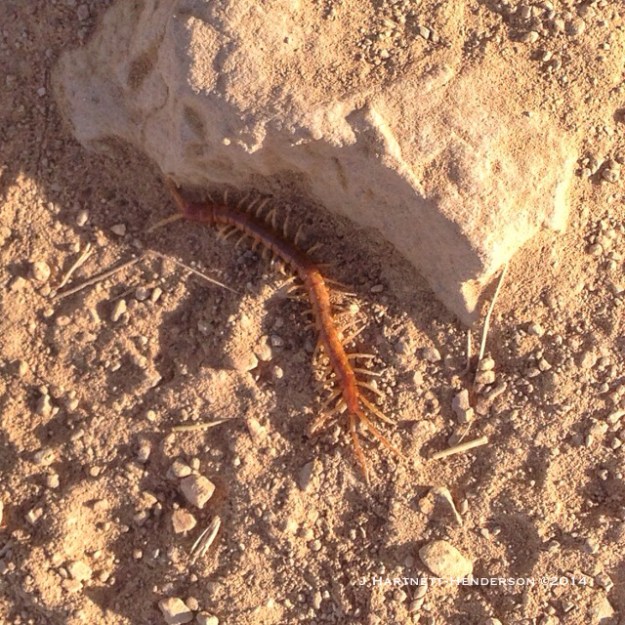 Centipede by Jennifer Hartnett-Henderson ©2014