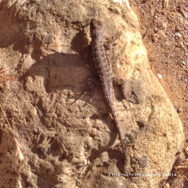 Extroverted Lizard by Jennifer Hartnett-Henderson ©2014