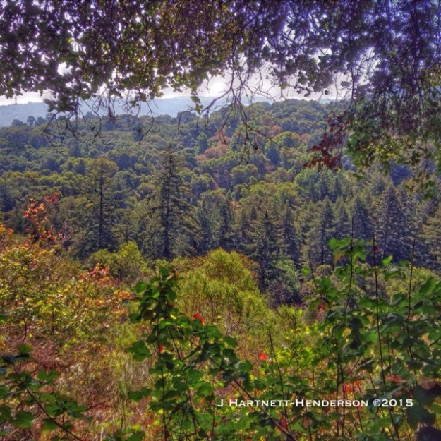 View from Hamm's Gulch Trail by Jennifer Hartnett-Henderson ©2015