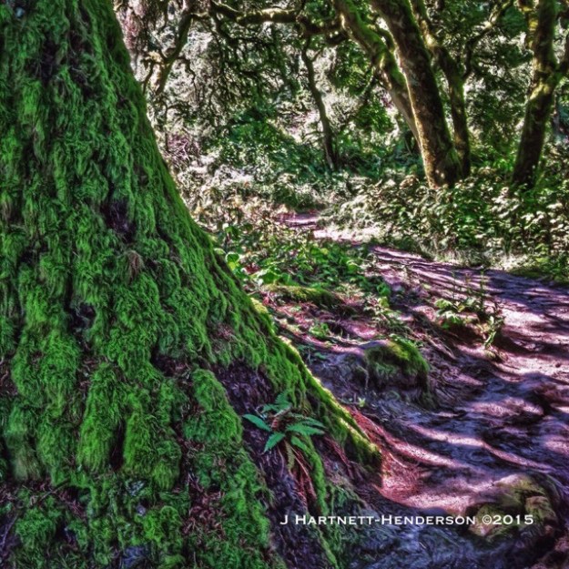 Moss at the Top by Jennifer Hartnett-Henderson ©2015