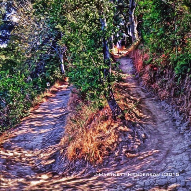 Switchback on Hamm's Gulch Trail by Jennifer Hartnett-Henderson ©2015