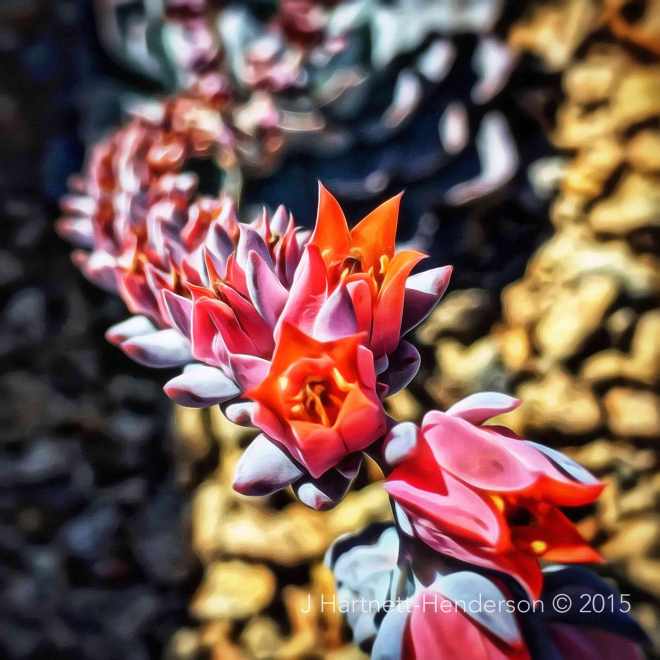 Lunchtime Walk by Jennifer Hartnett-Henderson © 2014