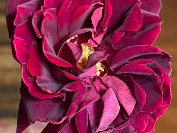 closeup of red rose that bloomed